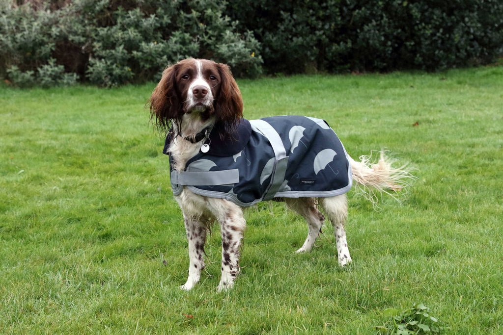 Springer on sale spaniel raincoat