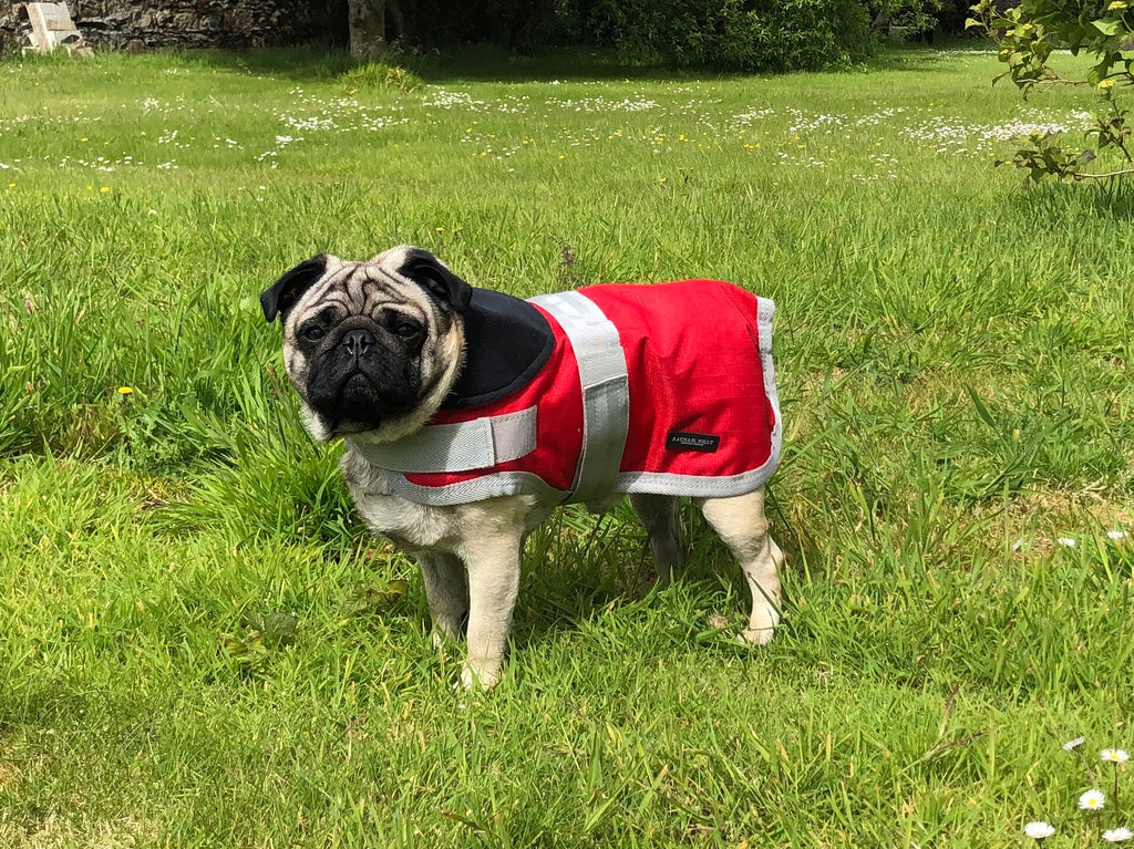 Pug store waterproof coat